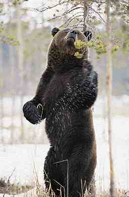 baer2.jpg (9094 Byte)